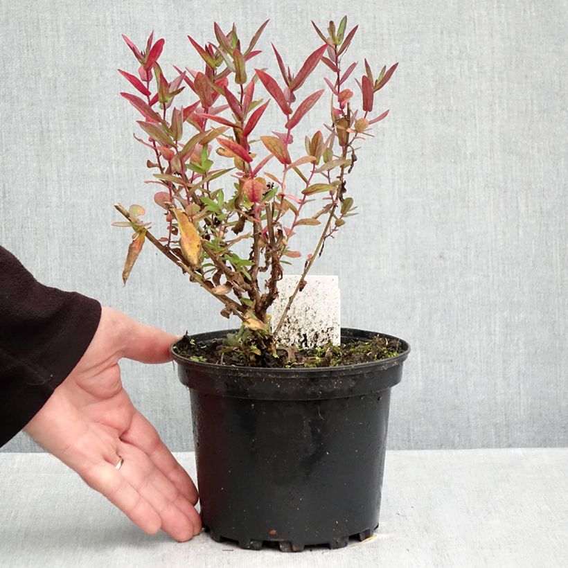 Aster novae-angliae Septemberrubin 2L/3L pot sample as delivered in autumn
