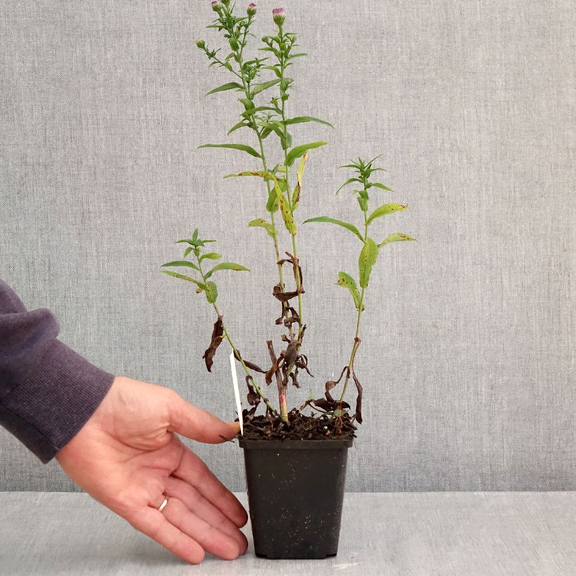 Aster novi-belgii Eventide 7/8 cm pot sample as delivered in autumn
