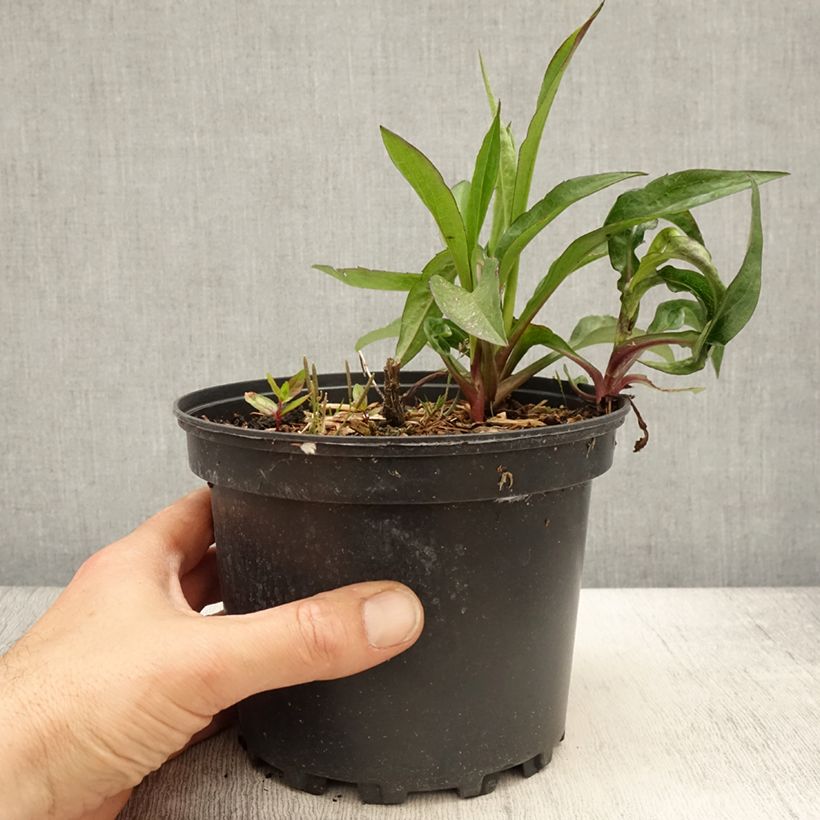 Aster novi-belgii Fellowship 2L/3L pot sample as delivered in spring