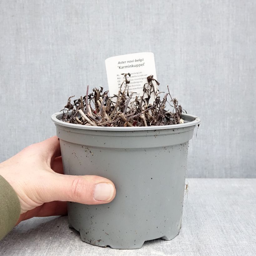Aster novi-belgii Karmin Kuppel 2L/3L pot sample as delivered in winter