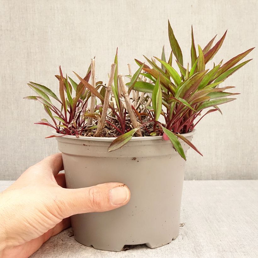 Aster novi-belgii Karmin Kuppel 2L/3L pot sample as delivered in spring