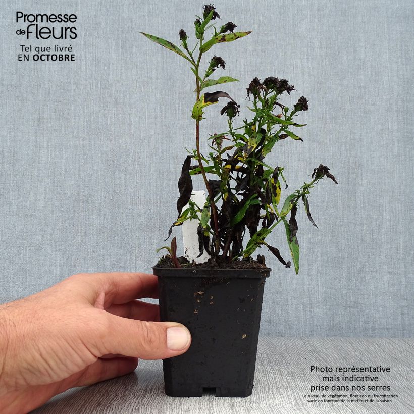 Aster novi-belgii Patricia Ballard 8/9 cm pot sample as delivered in autumn