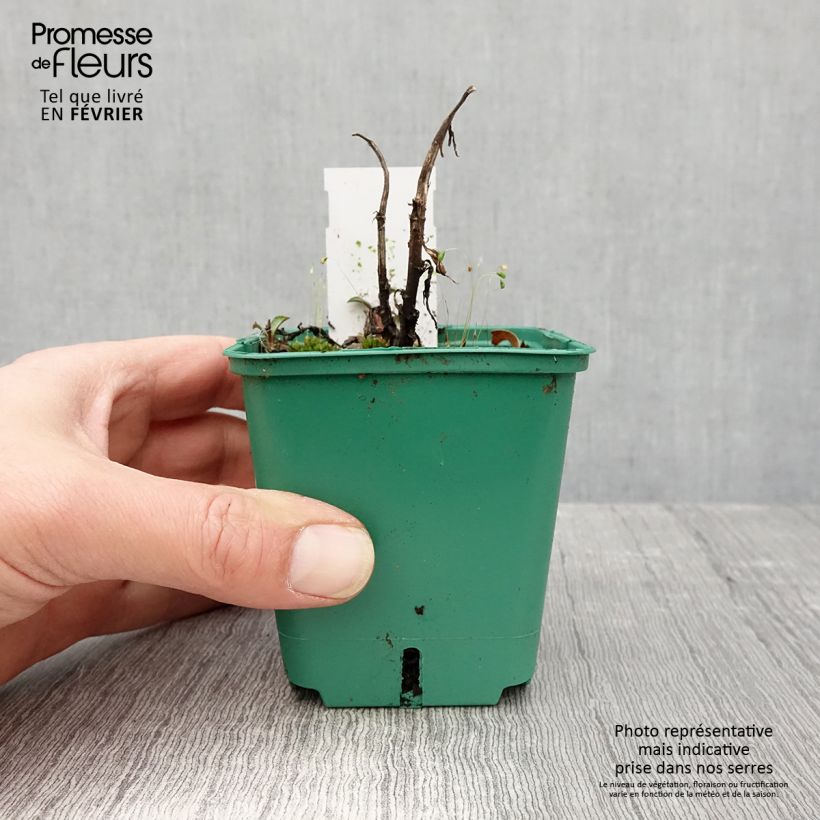 Aster novi-belgii Reitlingstal 8/9 cm pot sample as delivered in winter