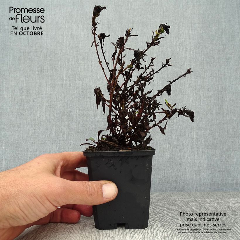 Aster novi-belgii Winston S. Churchill 8/9 cm pot sample as delivered in autumn