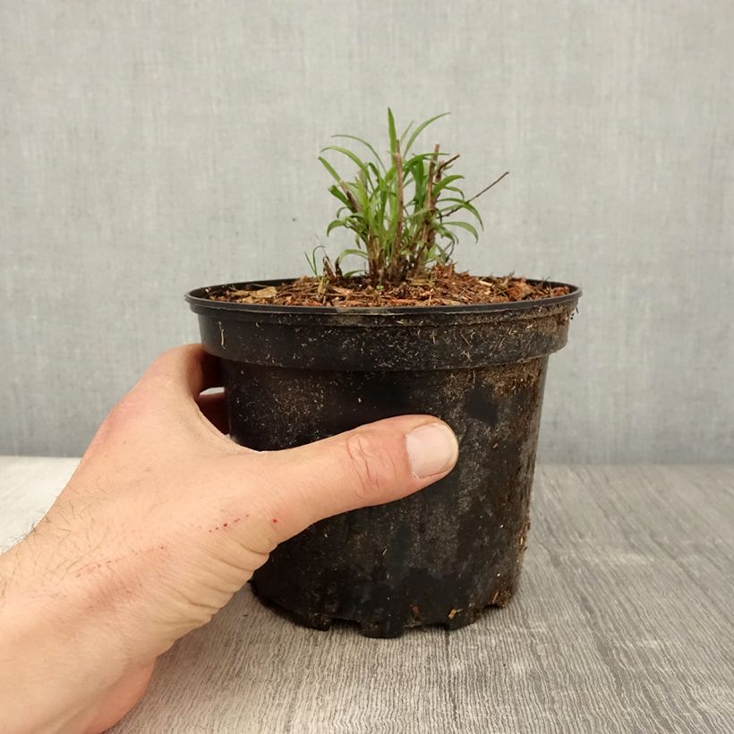 Aster pringlei Monte Cassino 2L/3L pot sample as delivered in spring