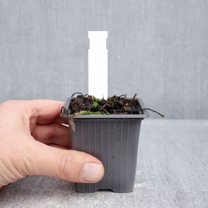 Eurybia schreberi - Schreber's aster 8/9 cm pot sample as delivered in winter