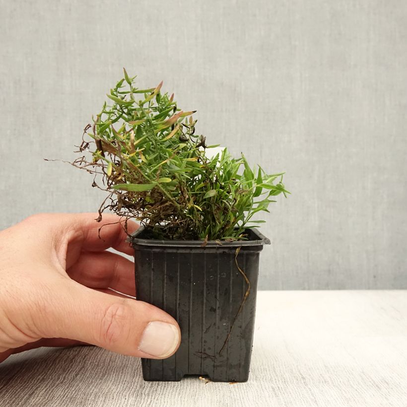 Aster sedifolius Nanus 8/9 cm pot sample as delivered in autumn