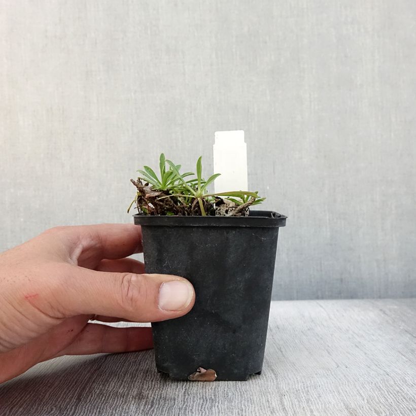 Aster sibiricus 8/9 cm pot sample as delivered in autumn
