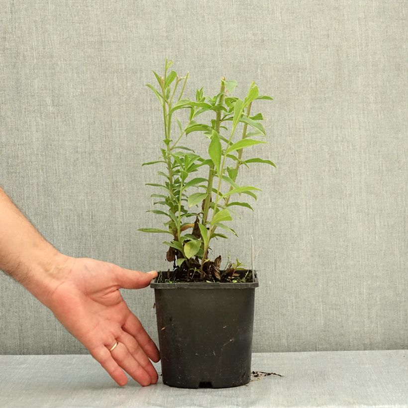 Aster thomsonii - Thomson's aster 1.5L/2L pot sample as delivered in summer