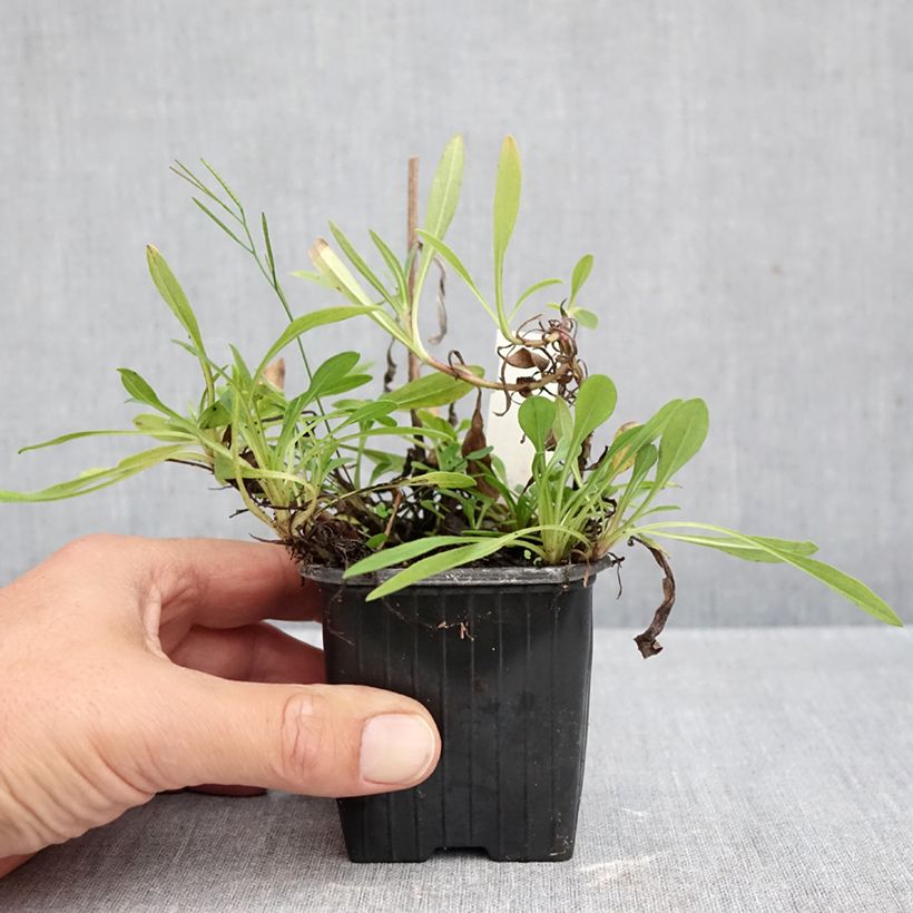 Aster tongolensis Berggarten 8/9 cm pot sample as delivered in autumn