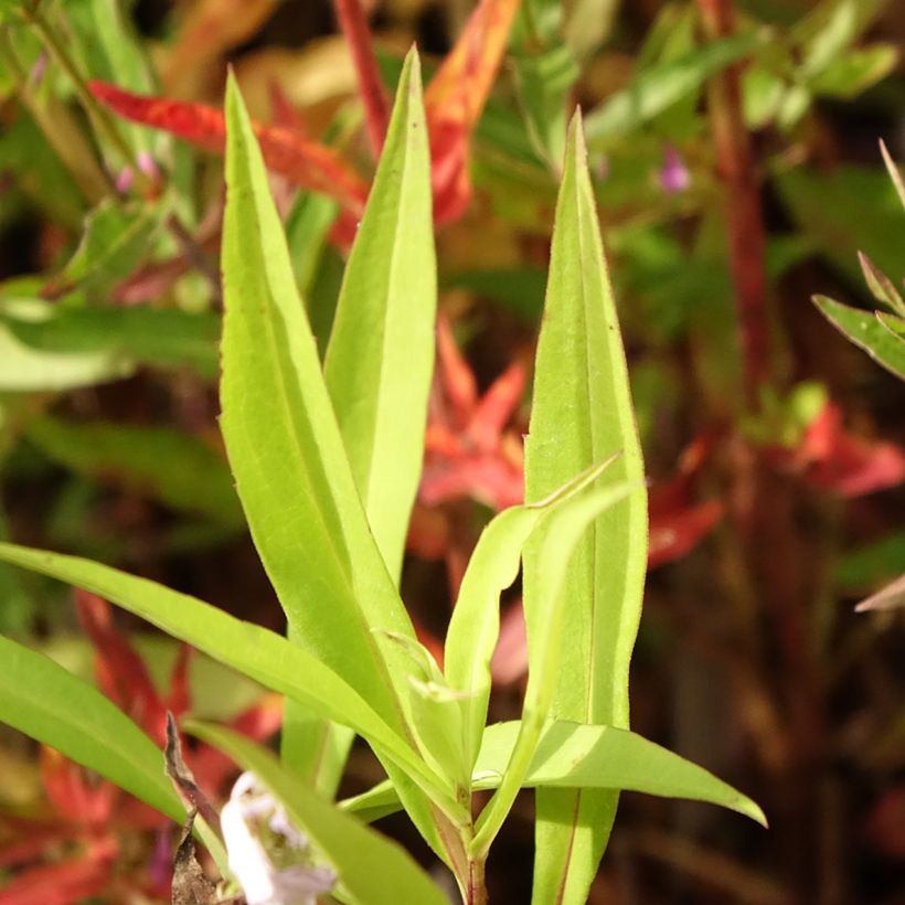 Aster versicolor Altweibersommer (Foliage)