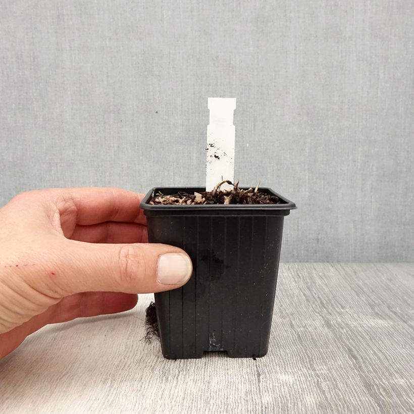 Astilbe Color Flash Lime 8/9 cm pot sample as delivered in spring