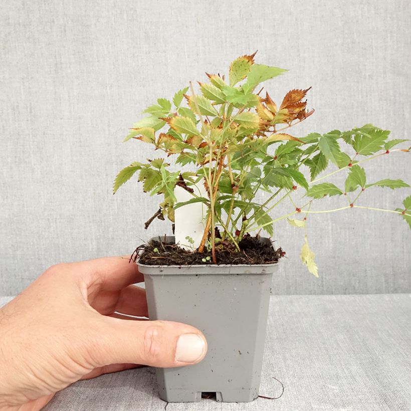 Astilbe arendsii Brautschleier 8/9 cm pot sample as delivered in autumn