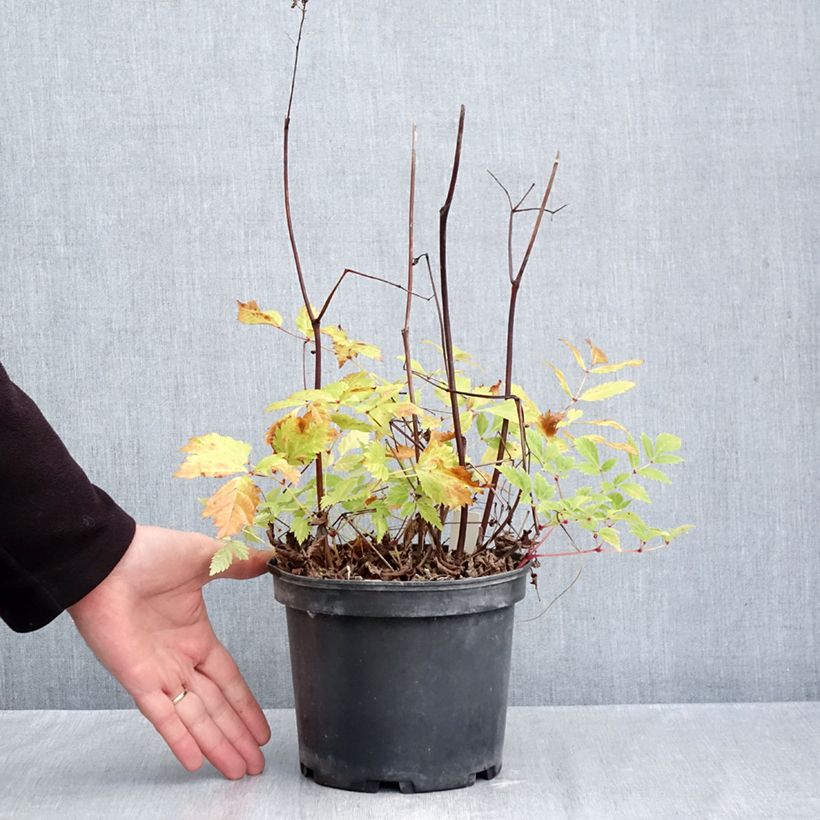 Astilbe arendsii Brautschleier 2L/3L pot sample as delivered in autumn