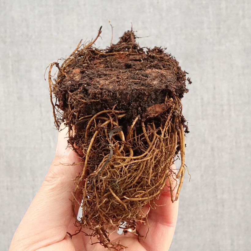 Astilbe arendsii Brautschleier Bare root sample as delivered in winter
