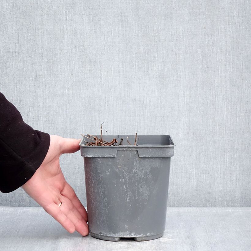 Astilbe arendsii Cappuccino 2L/3L pot sample as delivered in winter