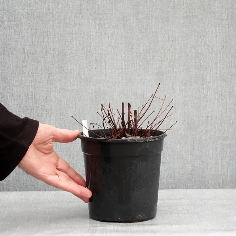 Astilbe Color Flash Lime 2L/3L pot sample as delivered in winter