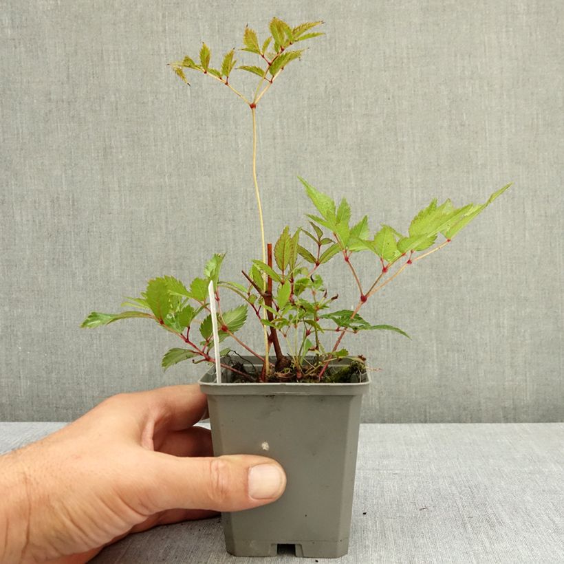 Astilbe arendsii Ellie 8/9 cm pot sample as delivered in summer