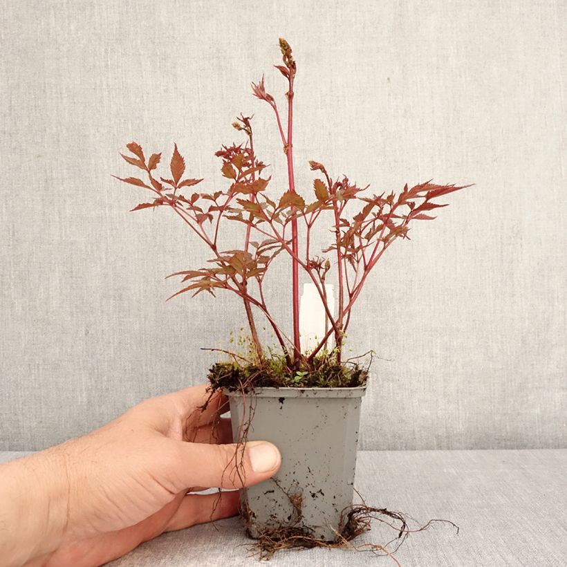 Astilbe arendsii Ellie 8/9 cm pot sample as delivered in spring