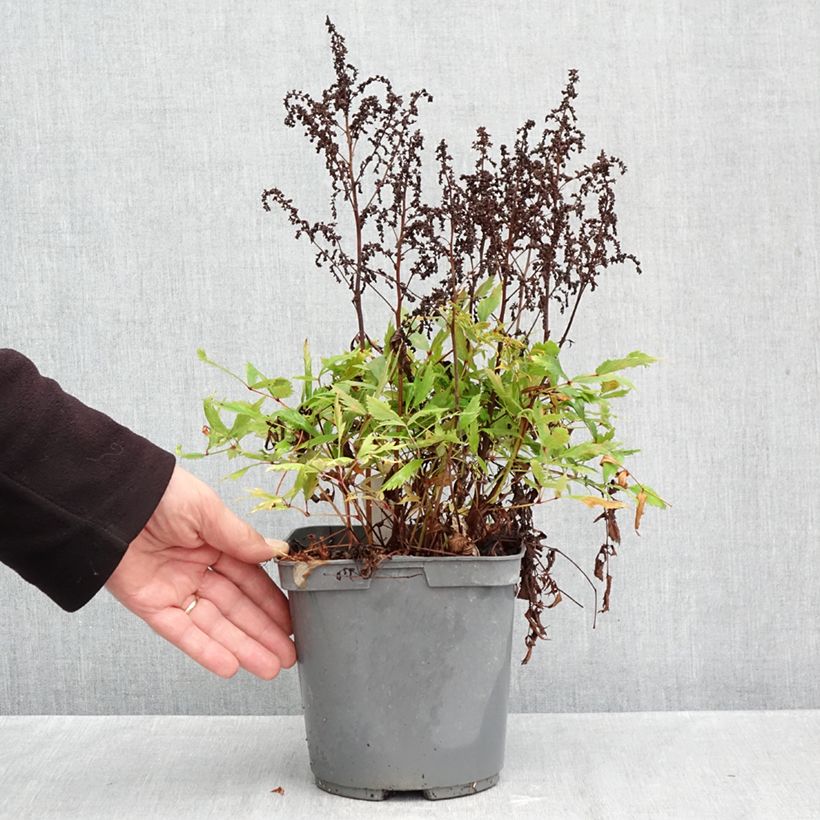 Astilbe arendsii Ellie 2L/3L pot sample as delivered in autumn