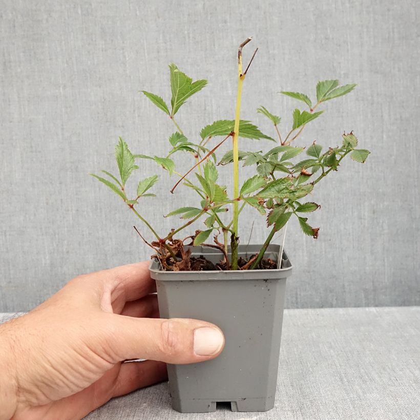 Astilbe arendsii Erika 8/9 cm pot sample as delivered in autumn