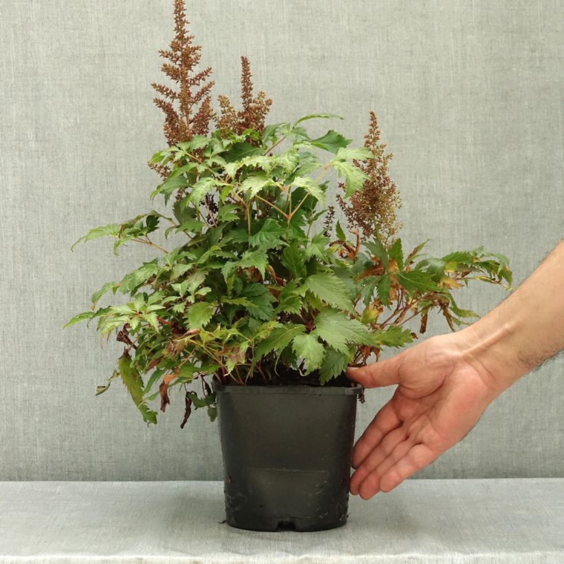 Astilbe Fanal 2L/3L pot sample as delivered in summer