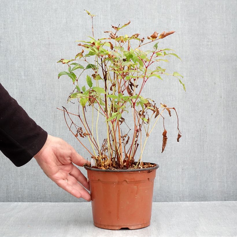 Astilbe arendsii Moccachino 2L/3L pot sample as delivered in autumn