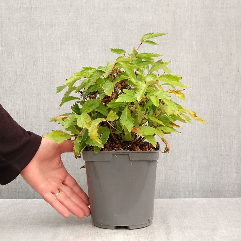 Astilbe Rock and Roll 2L/3L pot sample as delivered in autumn