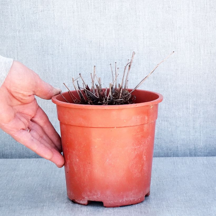 Astilbe Rock and Roll 2L/3L pot sample as delivered in spring