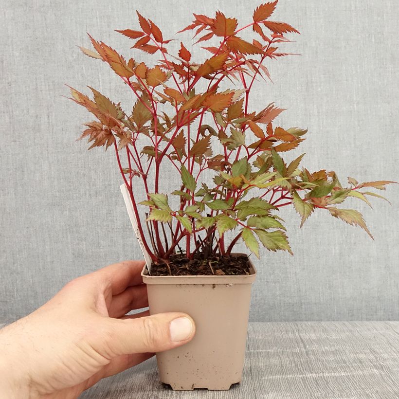 Astilbe arendsii Spinell 8/9 cm pot sample as delivered in spring