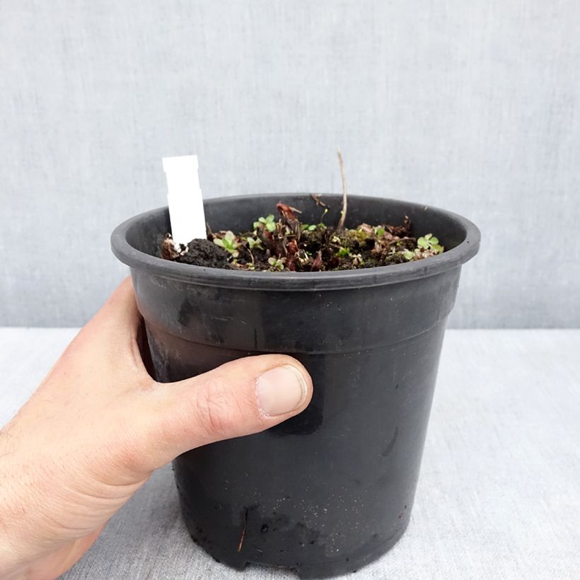 Astilbe chinensis Mighty Chocolate Cherry - Chinese Astilbe 2L/3L pot sample as delivered in spring