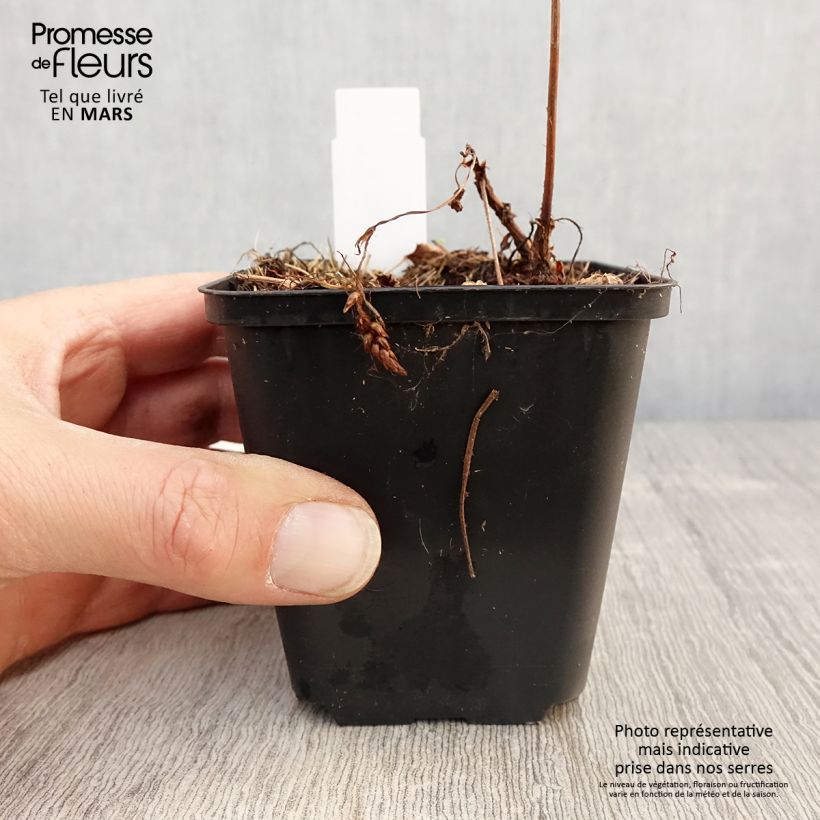 Astilbe chinensis 'Veronica Klose' 8/9 cm pot sample as delivered in spring