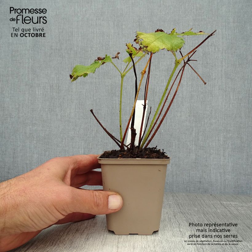 Astilbe chinensis Visions - Chinese Astilbe 8/9 cm pot sample as delivered in autumn