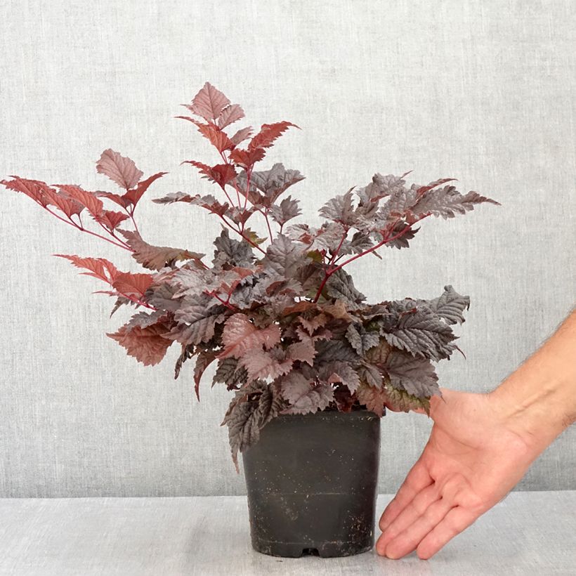 Astilbe 'Chocolate Shogun' 1.5L/2L pot sample as delivered in summer