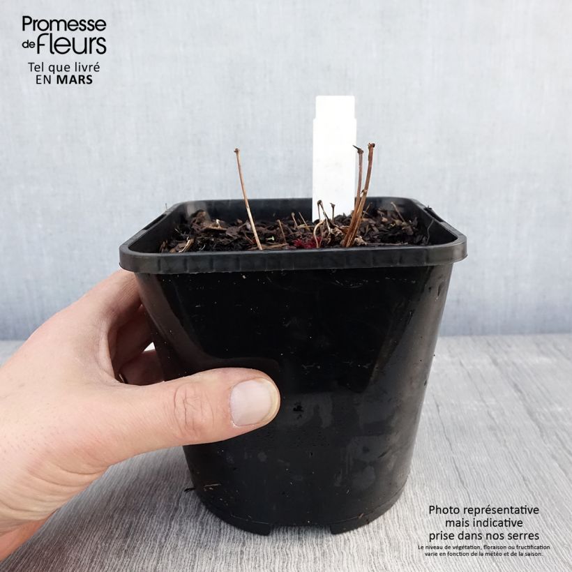 Astilbe 'Chocolate Shogun' 1.5L/2L pot sample as delivered in spring