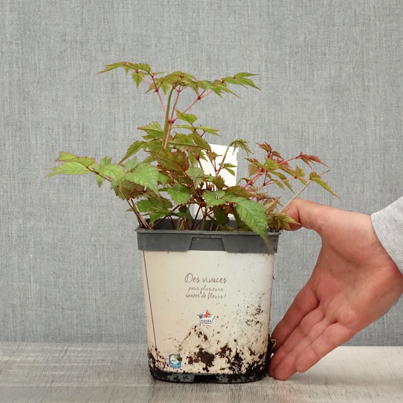 Astilbe Deutschland 2L/3L pot sample as delivered in spring