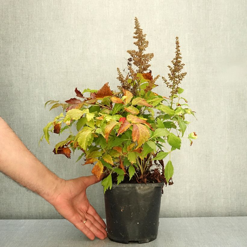 Astilbe Montgomery 2L/3L pot sample as delivered in autumn