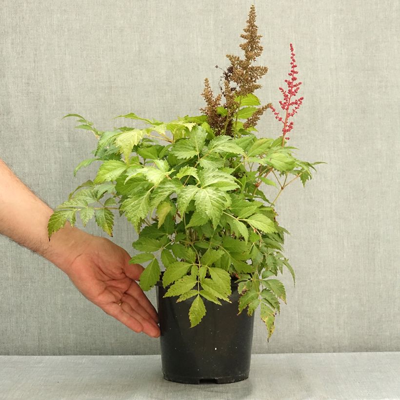 Astilbe japonica Montgomery Pot de 2L/3L sample as delivered in summer