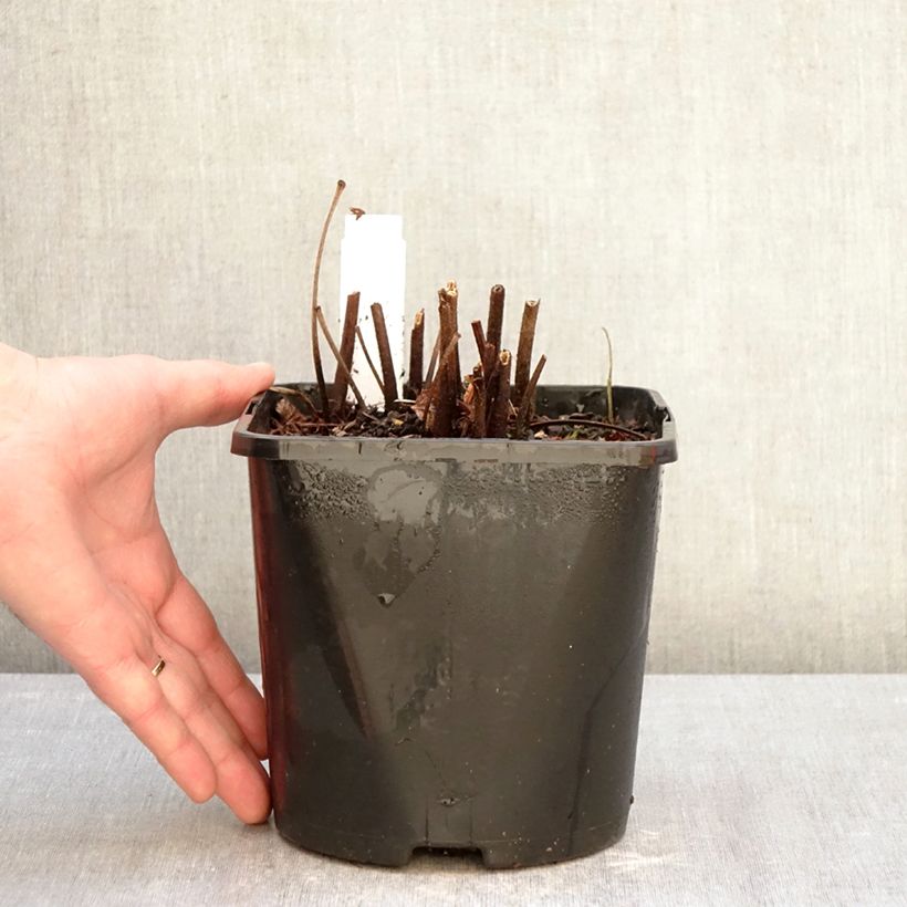 Astilbe Montgomery 2L/3L pot sample as delivered in winter