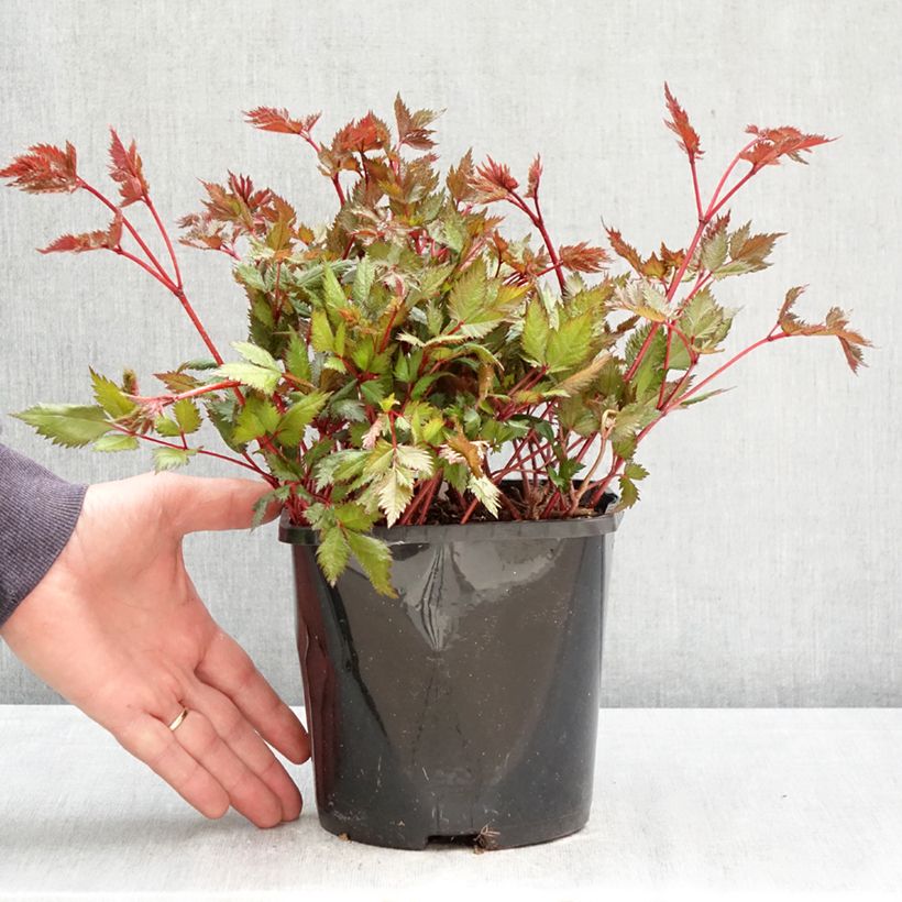 Astilbe Montgomery 2L/3L pot sample as delivered in spring