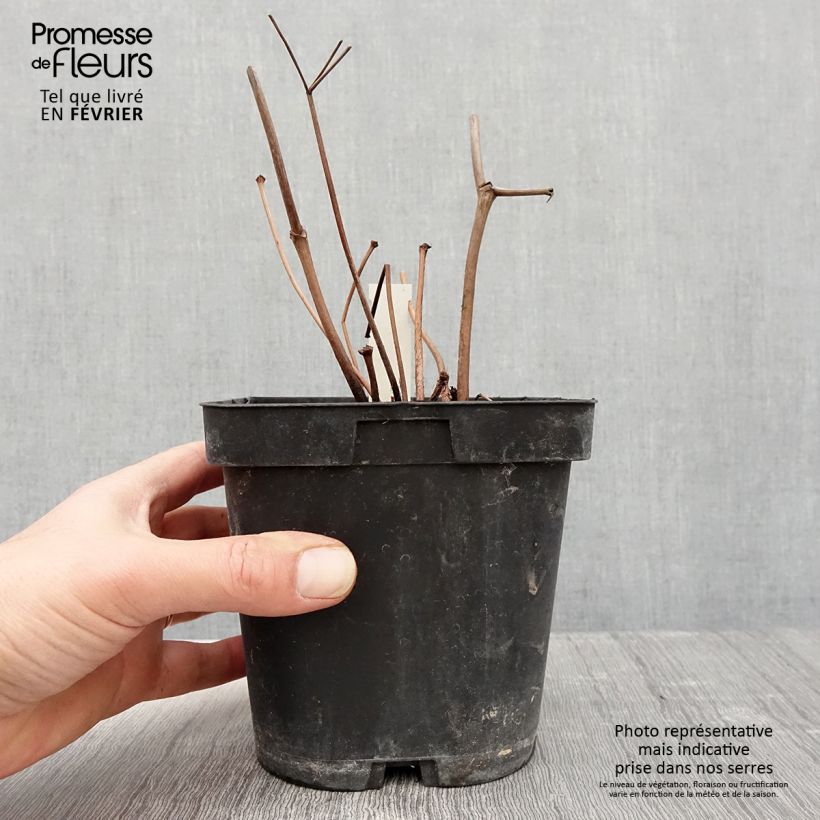 Astilbe japonica 'Peach Blossom' 1.5L/2L pot sample as delivered in winter