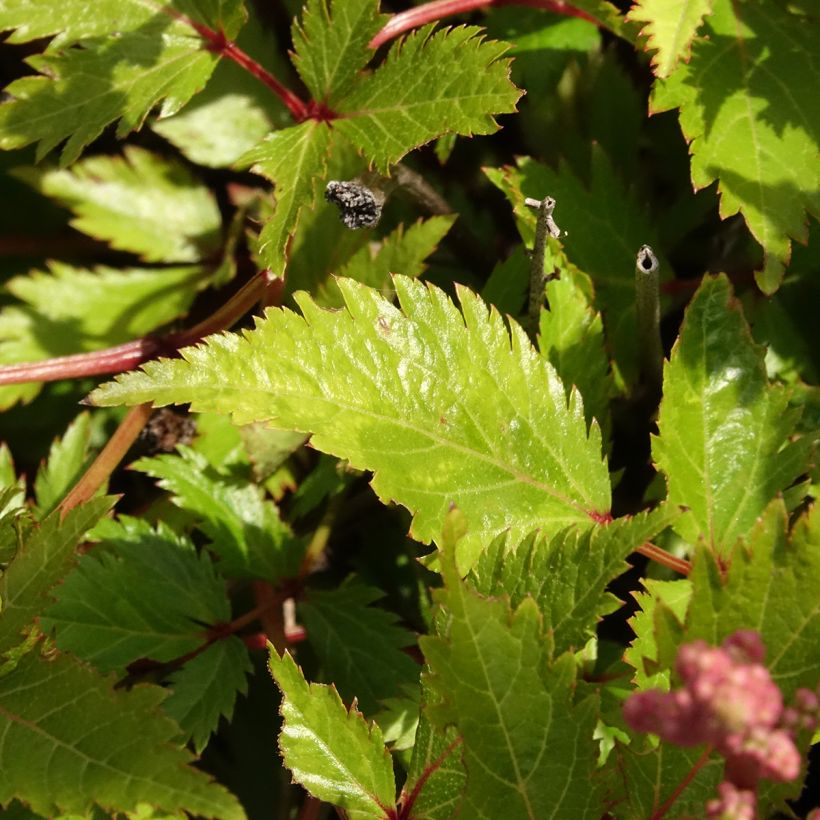 Astilbe simplicifolia Darwin's Snow Sprite - False Spirea (Foliage)
