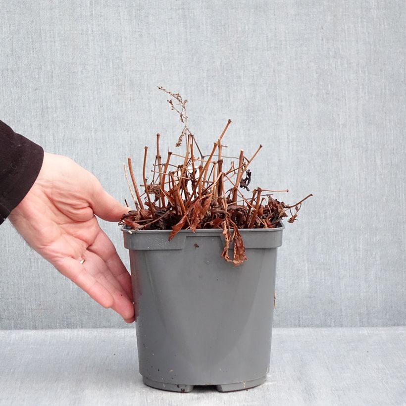 Astilbe simplicifolia Darwin's Snow Sprite - False Spirea 2L/3L pot sample as delivered in winter