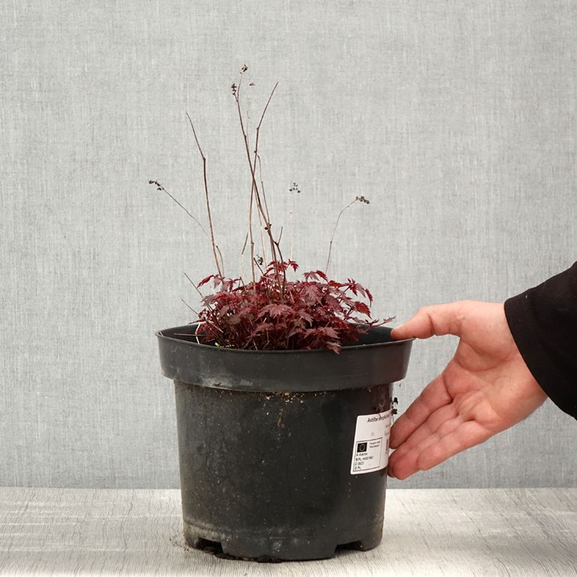 Astilbe simplicifolia Key West - False Spirea 4L/5L pot sample as delivered in spring