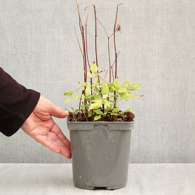 Astilbe Younique Ruby Red - False Spirea 2L/3L pot sample as delivered in autumn