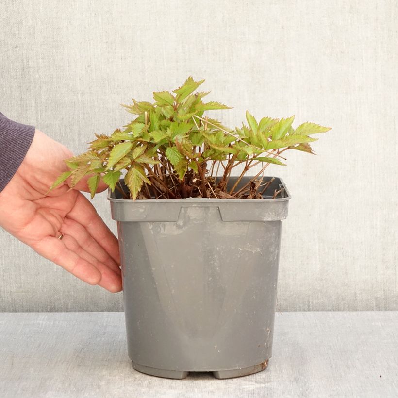 Astilbe Younique Ruby Red - False Spirea 2L/3L pot sample as delivered in spring