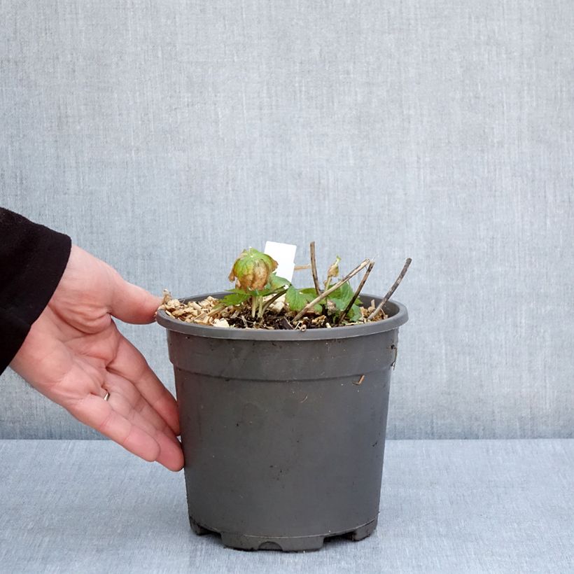 Astrantia major 'Alba'  2L/3L pot sample as delivered in spring