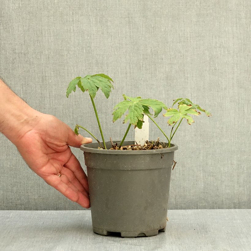 Astrantia major 'Alba'  2L/3L pot sample as delivered in summer