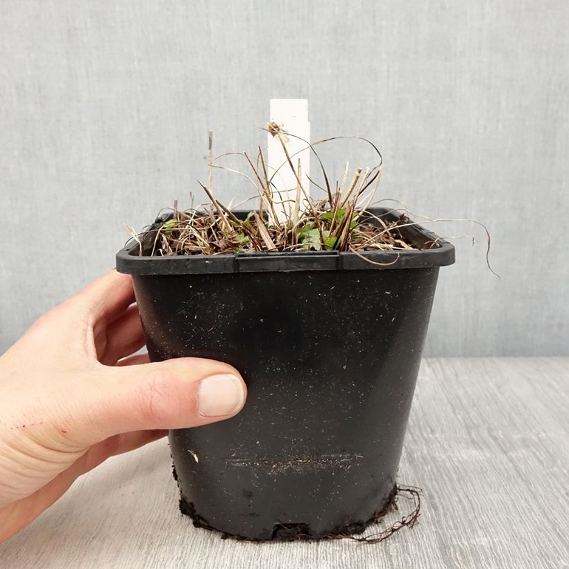 Astrantia major Buckland - Great Masterwort 2L/3L pot sample as delivered in spring