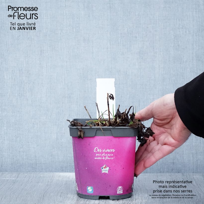 Astrantia major 'Roma' 2L/3L pot sample as delivered in winter